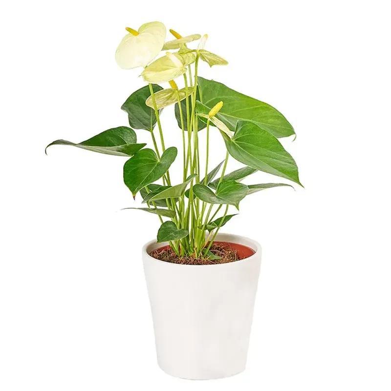 Цветок в горшке «Белый парус»